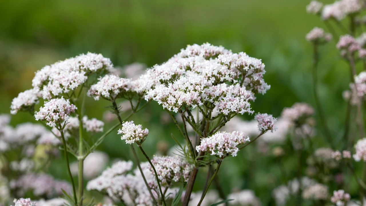 Valerian Root for anxiety relief